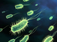 Пробиотика – очистка бактериями